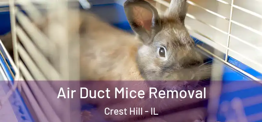 Air Duct Mice Removal Crest Hill - IL