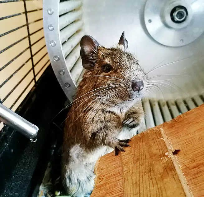 Why Homeowners & Businesses Trust Us Crest Hill, IL